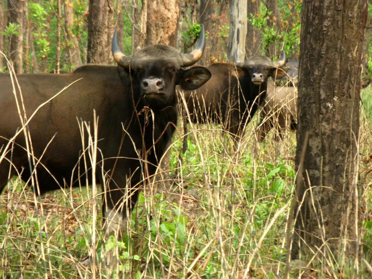 Hotel Rhinoceros-Homestay Sauraha Exteriör bild