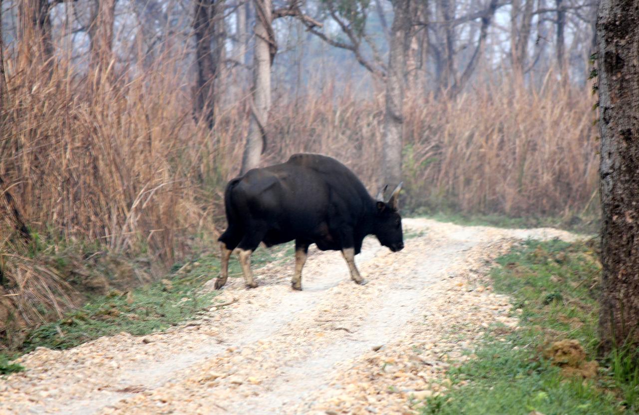 Hotel Rhinoceros-Homestay Sauraha Exteriör bild