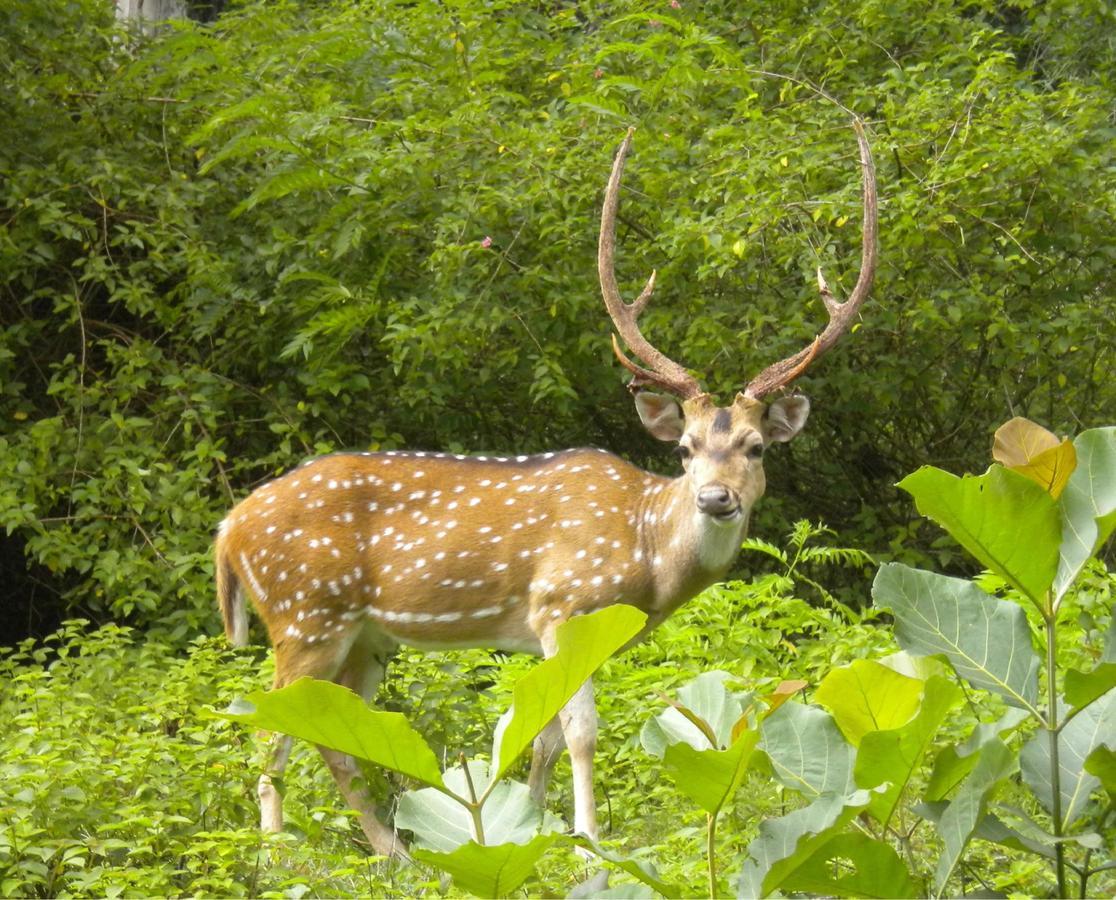 Hotel Rhinoceros-Homestay Sauraha Exteriör bild