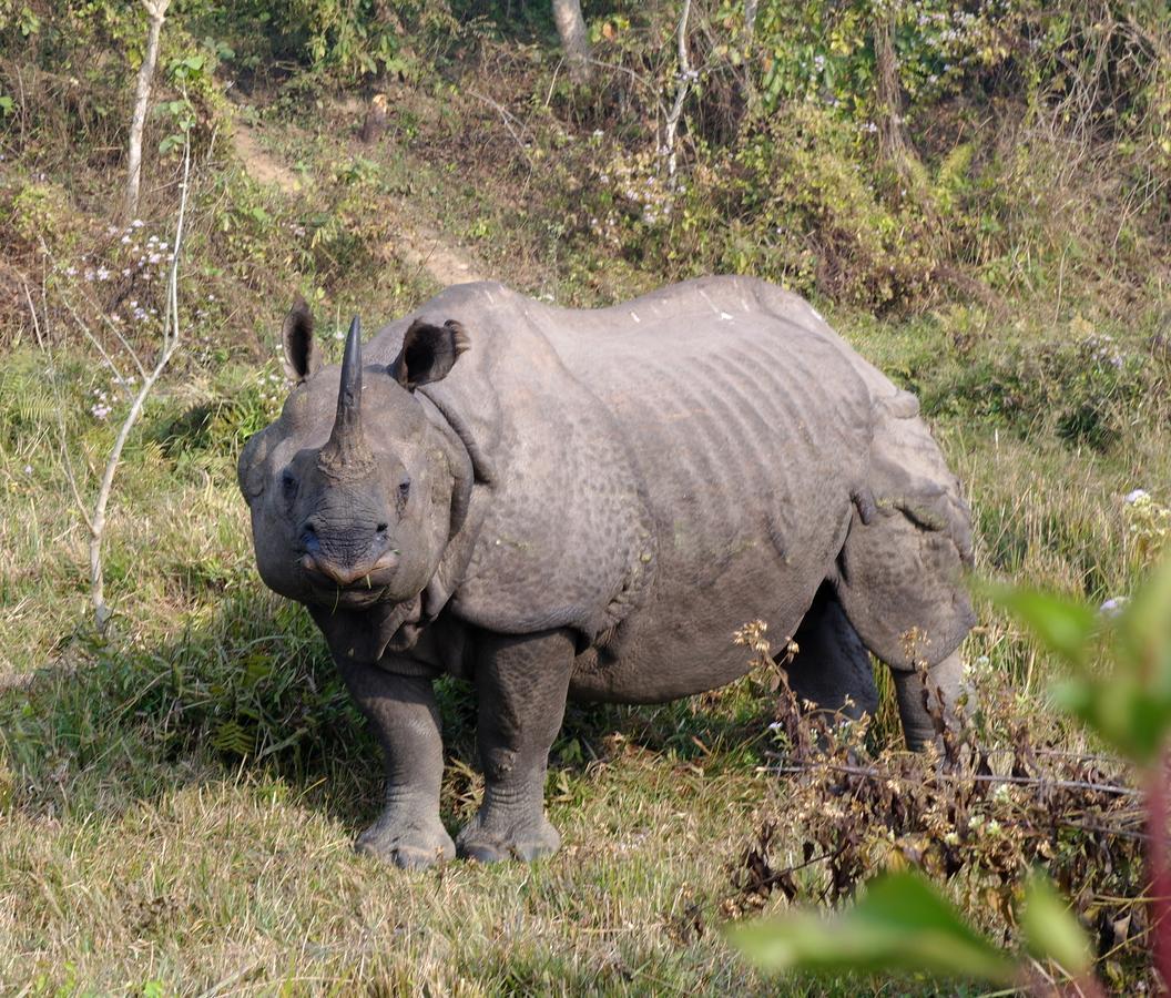 Hotel Rhinoceros-Homestay Sauraha Exteriör bild