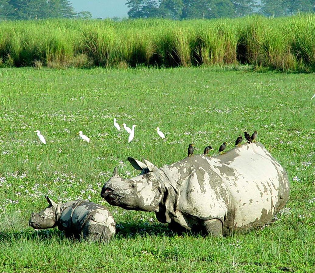 Hotel Rhinoceros-Homestay Sauraha Exteriör bild