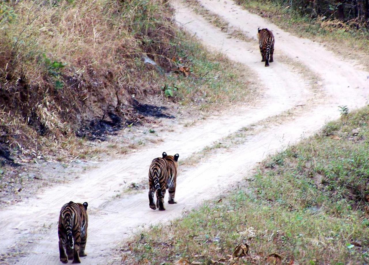 Hotel Rhinoceros-Homestay Sauraha Exteriör bild