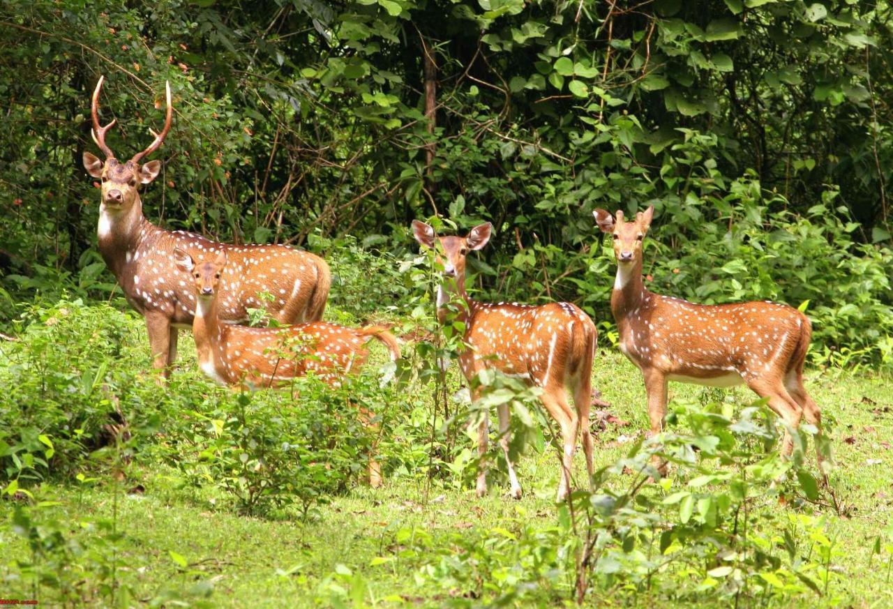 Hotel Rhinoceros-Homestay Sauraha Exteriör bild